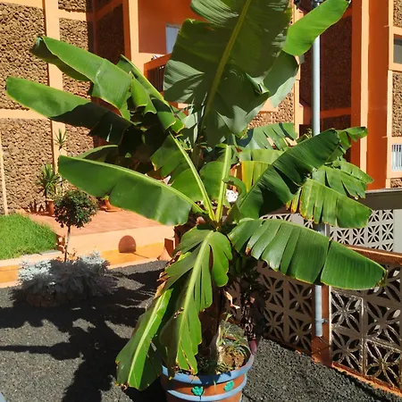 Hibiscus Luz Apartamento * 拉克鲁斯